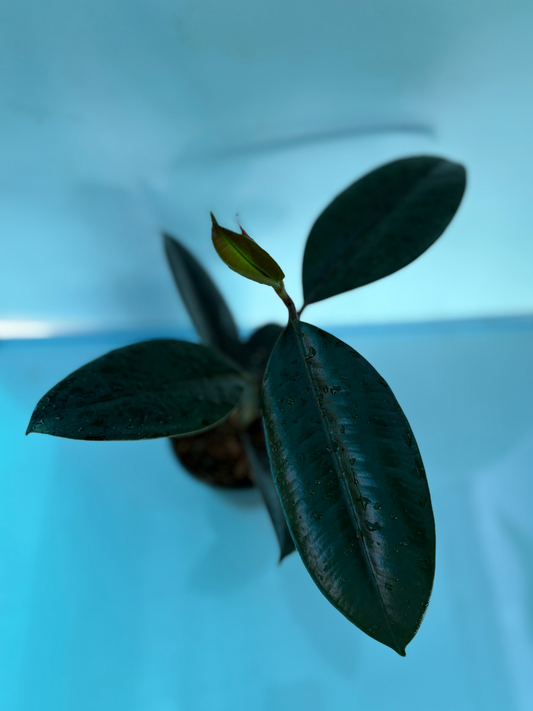 Rubber Plant/Ficus Elastica Black Medium size Plant without Pot