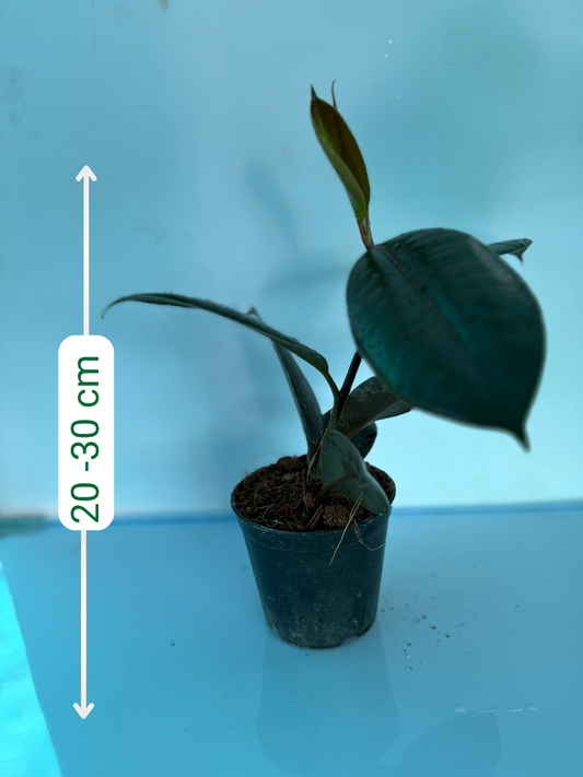 Rubber Plant/Ficus Elastica Black Medium size Plant without Pot