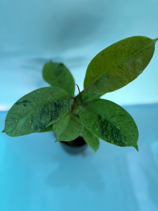 Rubber Plant/Ficus Elastica Shivereana Medium size Plant without Pot