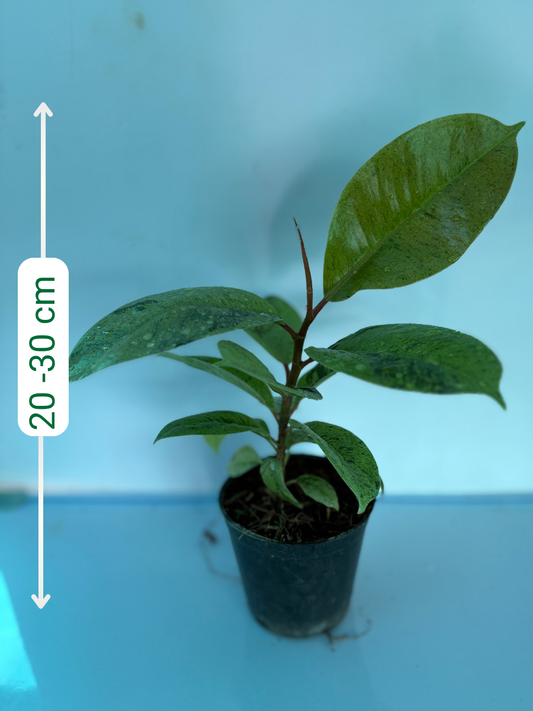 Rubber Plant/Ficus Elastica Shivereana Medium size Plant without Pot