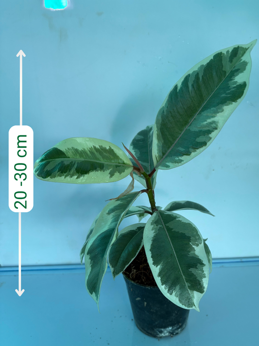 Rubber Plant/Ficus Elastica Tineke Medium Size Plant Without Pot
