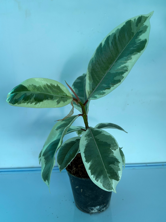 Rubber Plant/Ficus Elastica Tineke Medium Size Plant Without Pot