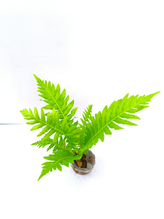 Tree Fern (4 inch Potsize Plant) Without Pot