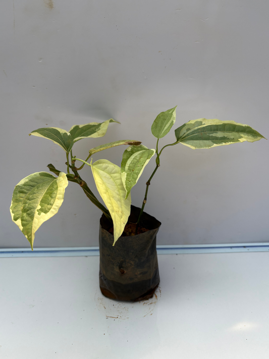 Thunbergia variegated  (Ladies Shoe plant , variegated variety) Rooted plant in poly bag