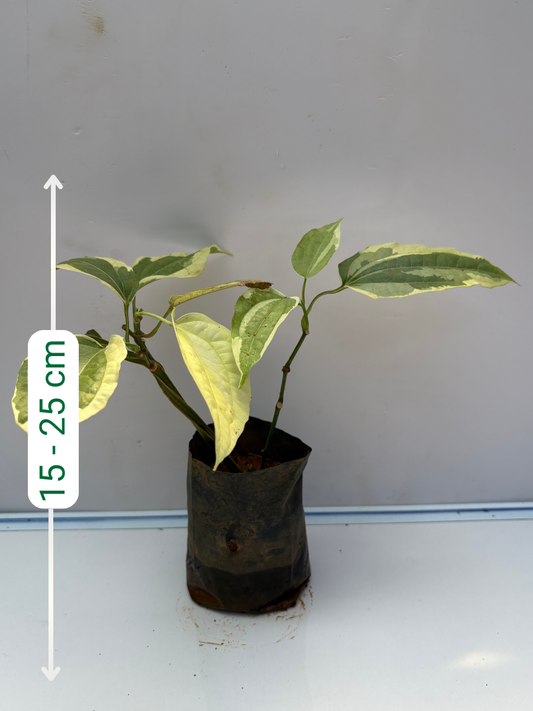 Thunbergia variegated  (Ladies Shoe plant , variegated variety) Rooted plant in poly bag