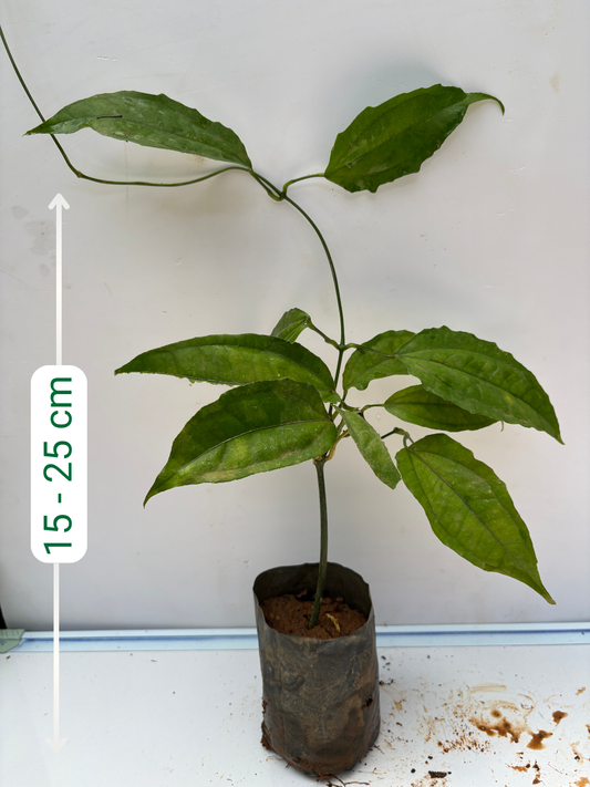 Thunbergia (Ladies Shoe plant , Normal variety) Rooted plant in poly bag