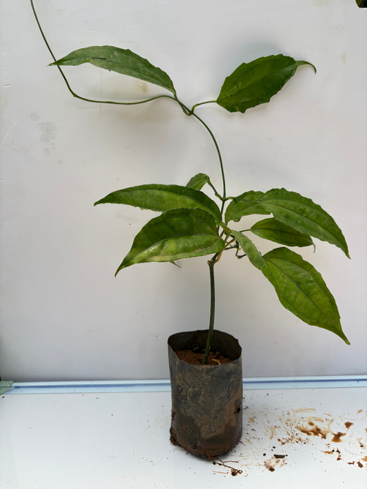 Thunbergia (Ladies Shoe plant , Normal variety) Rooted plant in poly bag