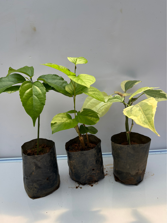 Flowering Combo 839 Golden Cascade, Manimulla,Thunbergia variegated (Rooted Plants in Poly Bags)