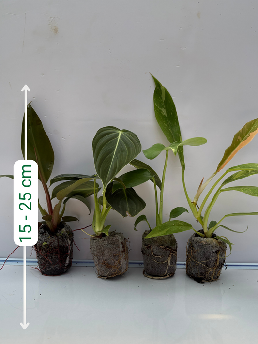 Combo 777 Monstera+Melanochrysum+Ring Of Fire+ imperial Red-(Tissue Culture Plants in Jiffy bags)