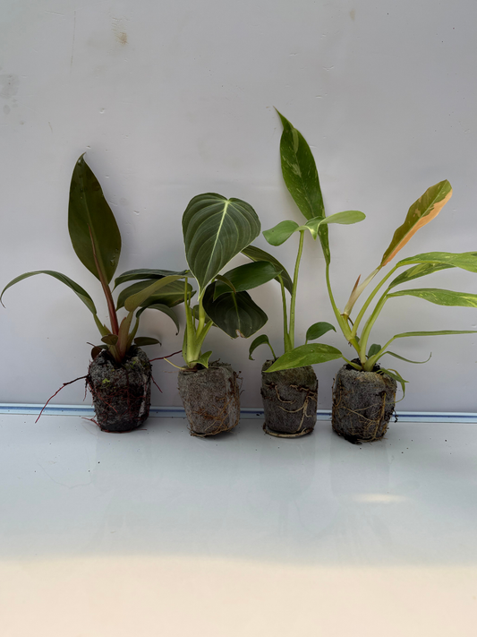 Combo 777 Monstera+Melanochrysum+Ring Of Fire+ imperial Red-(Tissue Culture Plants in Jiffy bags)