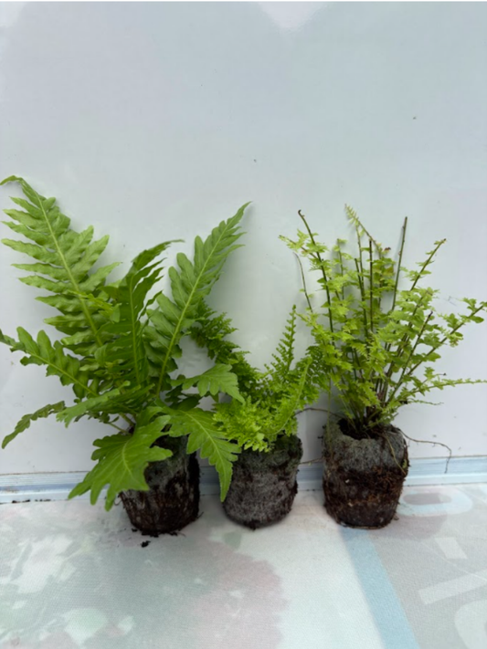 Fern Combo 399 ( Tree, Fluffy, Petticoat) Tissue Culture Plants in Jiffy Bags )