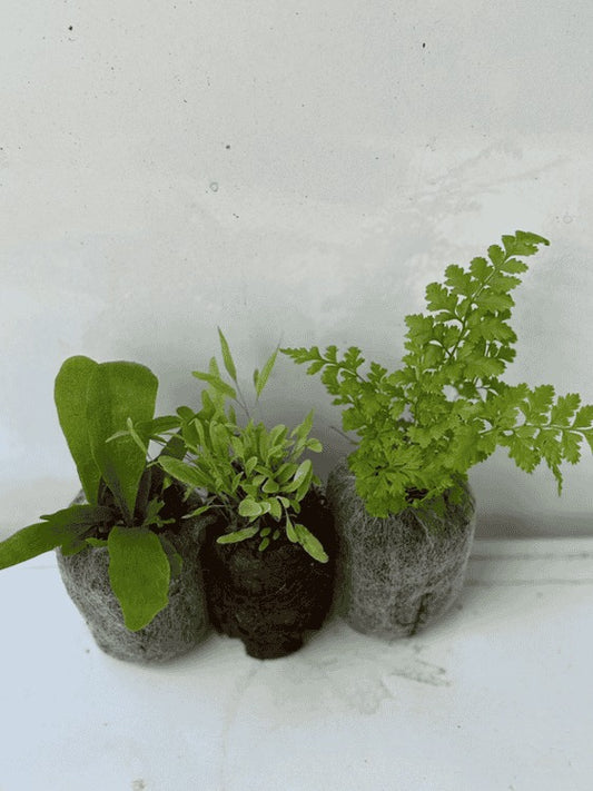 Rare Ferns Combo 475-Staghorn +Bluestar +Leather Leaf (In Jiffy Bags)