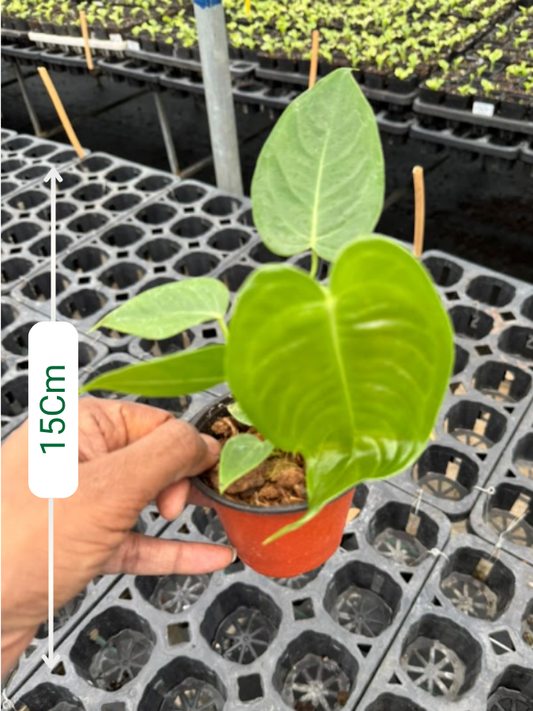 Foliage Anthurium King Veitchii