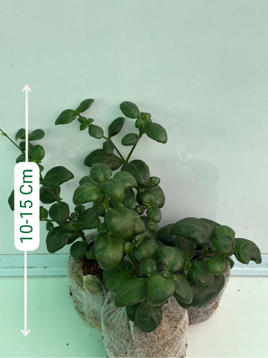 Bubble Plant (Set of Three) in Jiffy bags