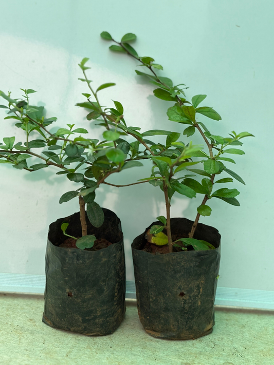Malpighia (Topiary Plant) Set of 2 plants in nursery bags