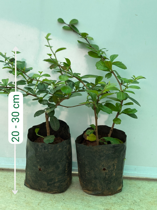 Malpighia (Topiary Plant) Set of 2 plants in nursery bags