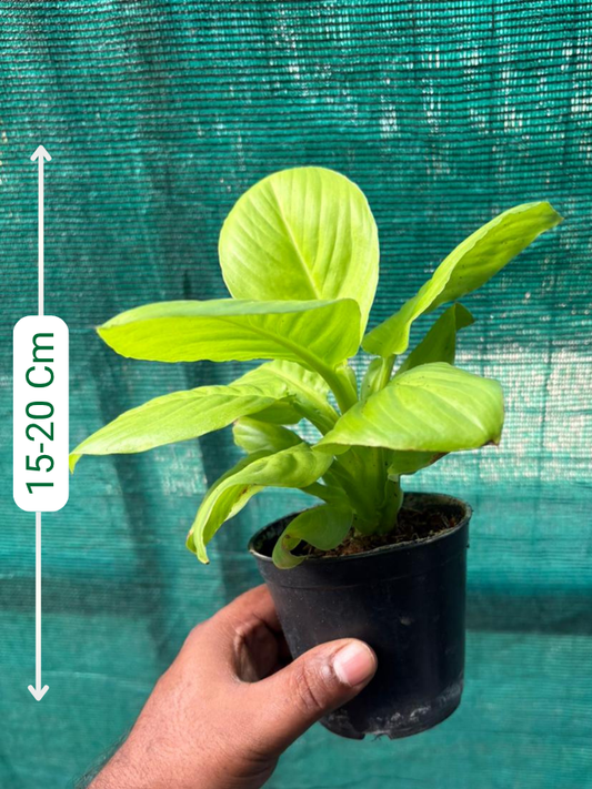 Golden Peacelilly (Spathiphylum Gold) With 3 Inch Pot