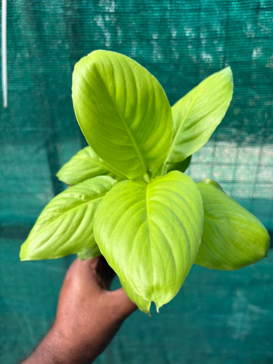 Golden Peacelilly (Spathiphylum Gold) With 3 Inch Pot