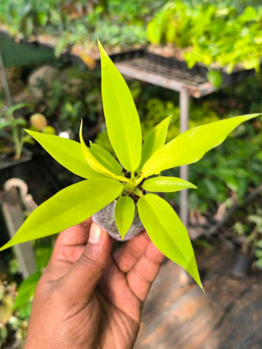Philodendron Golden Pluto ( Tissue Culture Plant in Jiffy Bag)