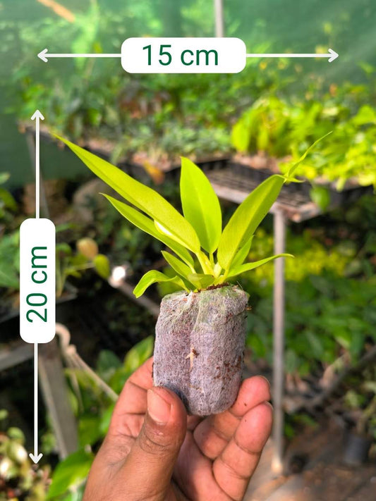Philodendron Golden Pluto ( Tissue Culture Plant in Jiffy Bag)