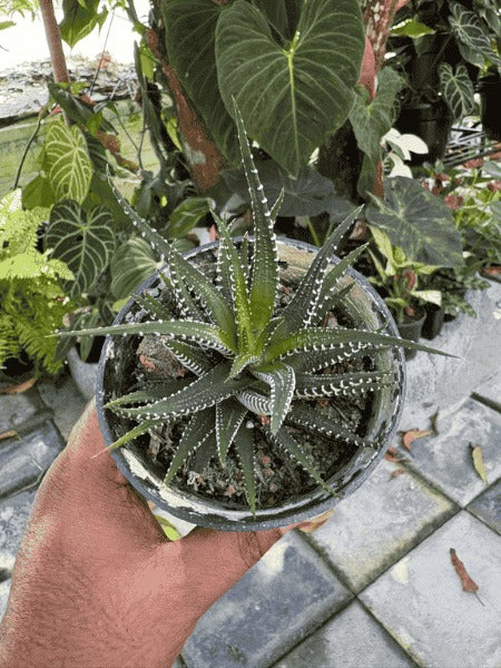 Haworthia Attenuata (With Pot)