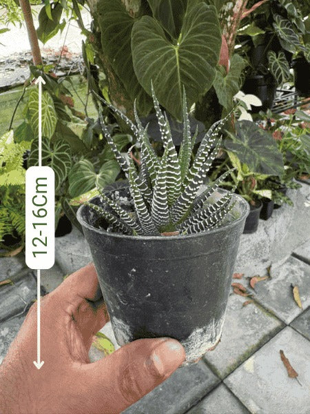 Haworthia Attenuata (With Pot)