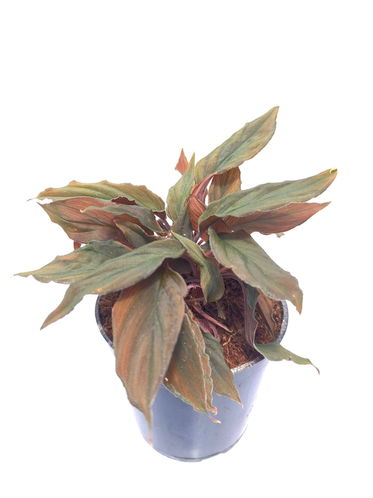 Homalomena Humilis Red Medium Sized Plant Without Pot