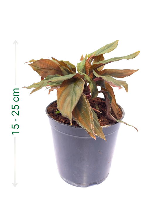Homalomena Humilis Red Medium Sized Plant Without Pot