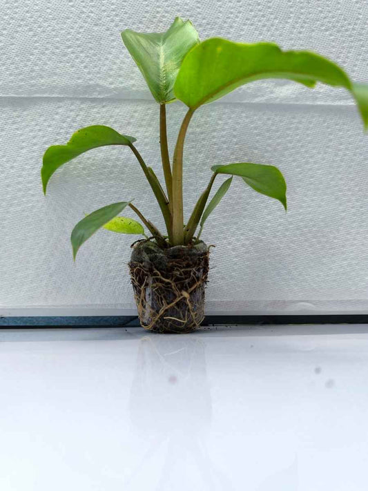 Philodendron Jungle Fever ( Tissue Culture Plant in Jiffy bag)