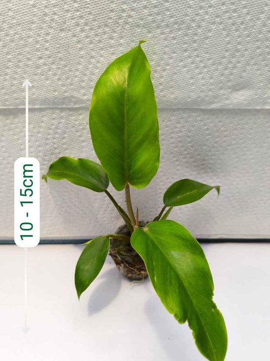 Philodendron Jungle Fever ( Tissue Culture Plant in Jiffy bag)