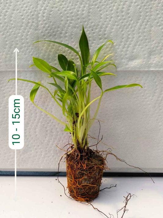 Philodendron Little Phil (Tissue Culture Plant in Jiffy bag)