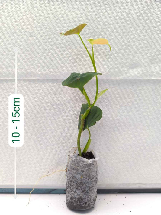 Philodendron Lupinum (Tissue Culture Plant in Jiffy bag)