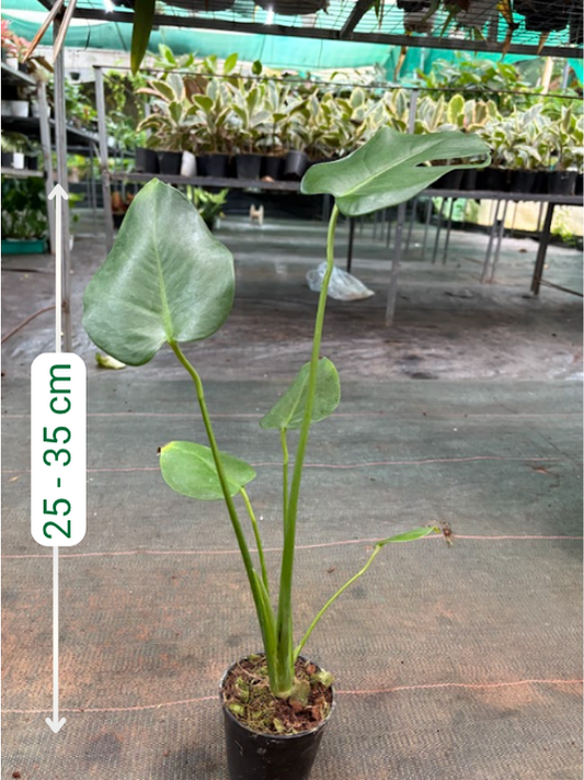 Monstera Tauerii (Well rooted Plant in 3 inch Pot)