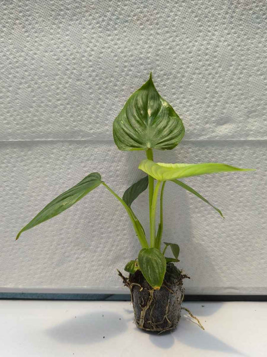 Philodendron Mamei Silver Cloud (Tissue Culture Plant in Jiffy bag)