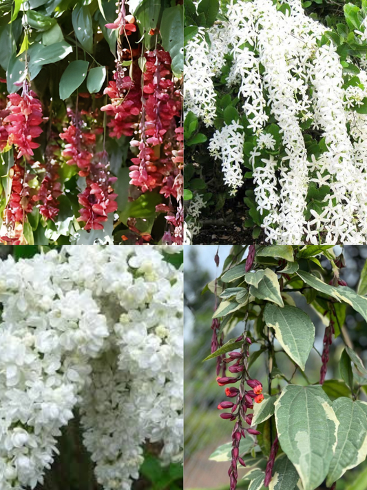 Flowering Plants Super Combo 475- Manimulla+Petrea White+Thunbergia Variegated+Thunbergia Normal (In Jiffy Bag)