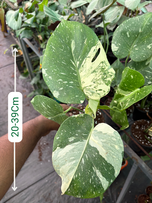 Monstera Thai Constellation Creme Brulee