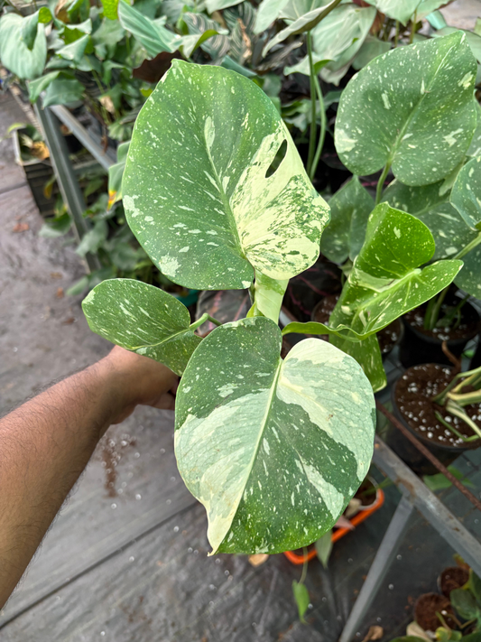 Monstera Thai Constellation Creme Brulee