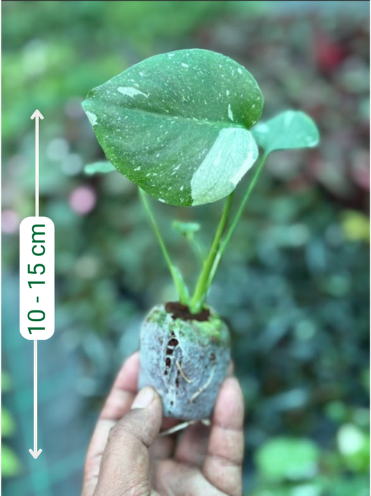 Monstera Thai Constellation Variegated Hardened Tissue Culture Plant  in Jiffy