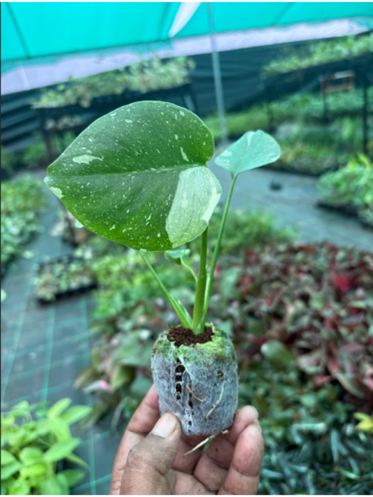 Monstera Thai Constellation Variegated Hardened Tissue Culture Plant  in Jiffy