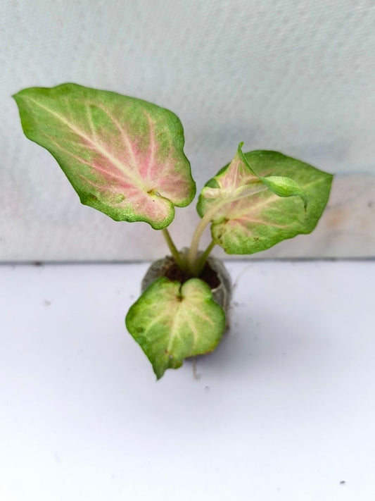 Caladium Moscato Thai Hybrid (Tissue Culture Plant with bulb in Jiffy bag)