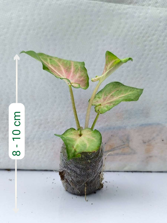 Caladium Moscato Thai Hybrid (Tissue Culture Plant with bulb in Jiffy bag)