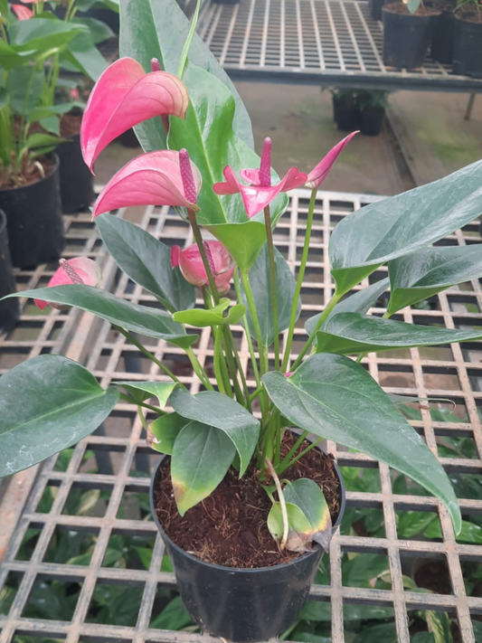 New Pink Miniature Anthurium Multi Shooted Plant With Flower In Pot
