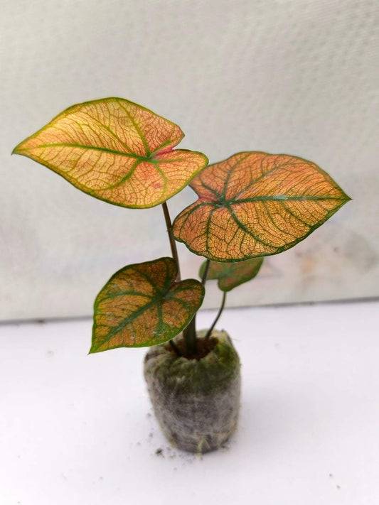 Caladium New Wave Bubble Thai Hybrid (Tissue Culture Plant with bulb in Jiffy bag)