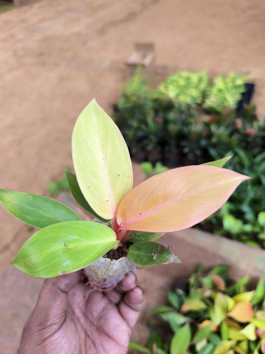 Philodendron Orange Splendor (Tissue Culture Plant in Jiffy Bag ...