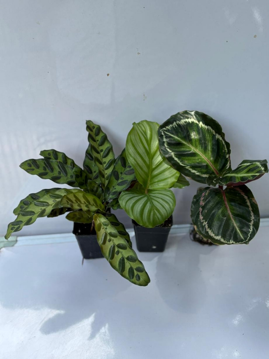 Calathea Combo 888 Orbifolia+Rattlesnake+Roseopicta (With Pot)