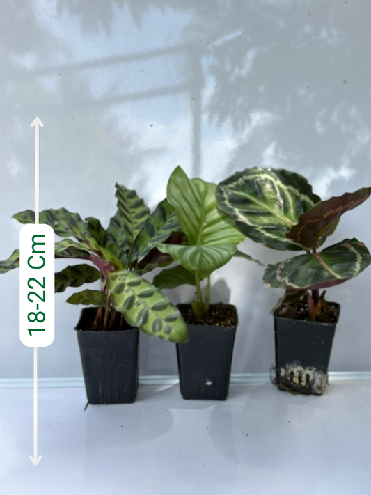 Calathea Combo 888 Orbifolia+Rattlesnake+Roseopicta (With Pot)