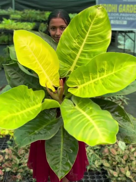 Philodendron Moonshine (Tissue Culture Plant in Jiffy Bag )