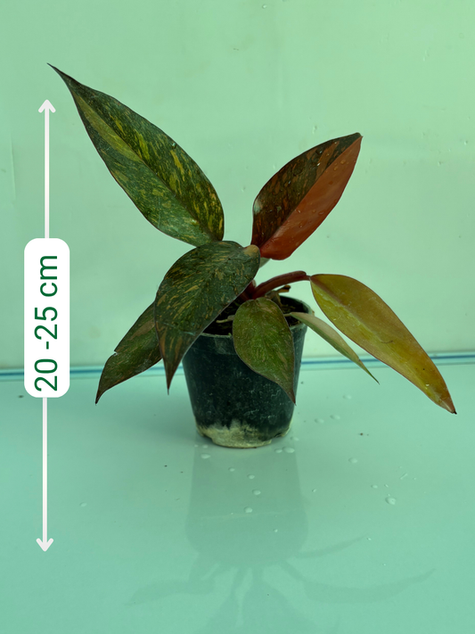 Philodendron Orange Princess Medium Sized Plant Without Pot