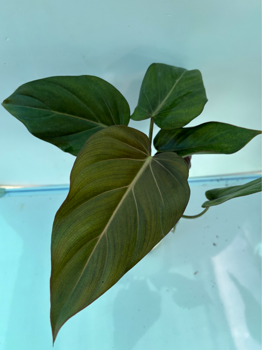 Philodendron Summer Glory Medium Sized Plant With Pot