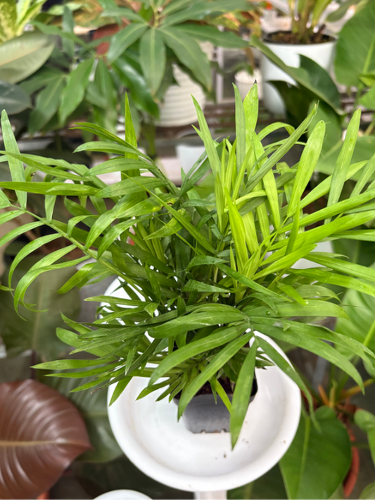 Chamaedorea (Well rooted Bushy Plant in 3 inch Pot)